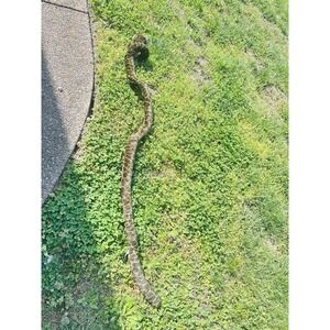 Simba Friends And More Plush  Snake 54" Brown Stuffed Toy Tail Rattles